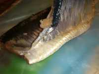 срезаем кожу с филе саленной сельди