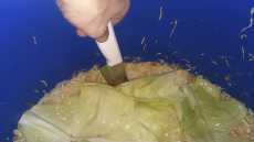 протыкаем капусту в ескольких местах