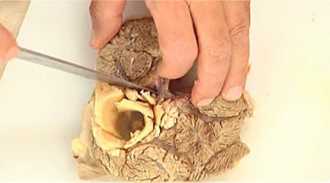 освобождаем голяшку от костей и кожи