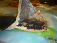 снимаем кожу с филе саленной сельди